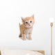 Kitten White