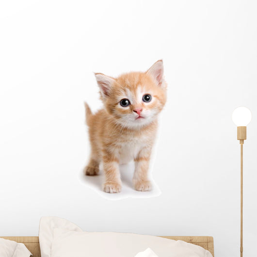 Kitten White