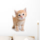 Kitten White