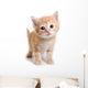 Kitten White