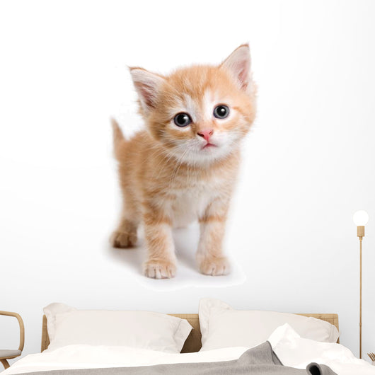 Kitten White