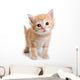 Kitten White