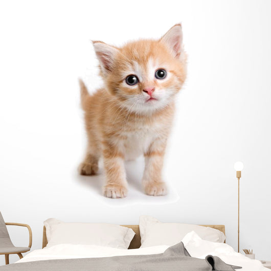 Kitten White