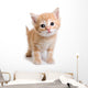 Kitten White