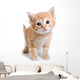 Kitten White