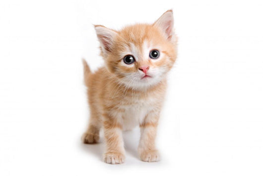 Kitten White