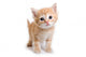Kitten White