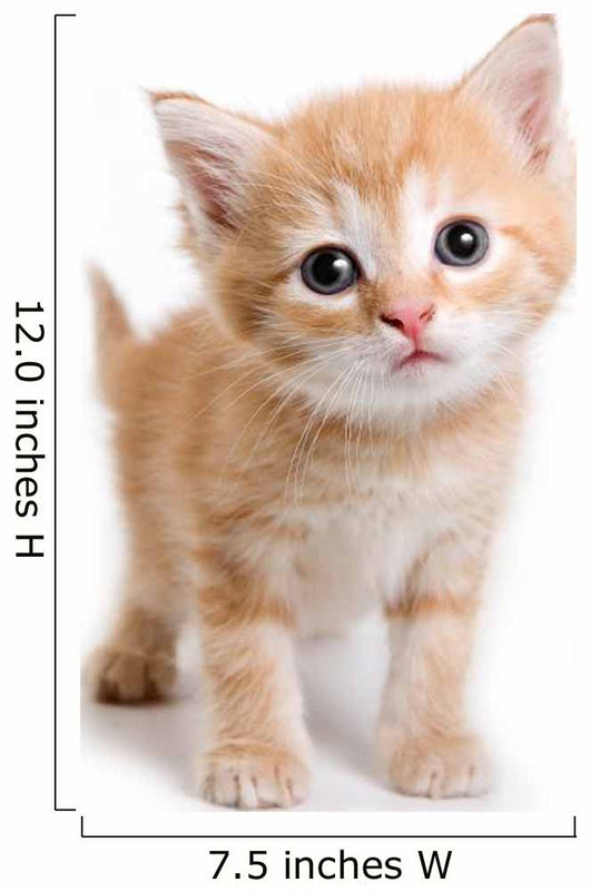 Kitten White