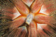 Hawaii, Maui, Rare Sighting Of A Blue-Spotted Sea Urchin Wall Mural