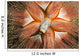 Hawaii, Maui, Rare Sighting Of A Blue-Spotted Sea Urchin Wall Mural