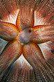 Hawaii, Maui, Rare Sighting Of A Blue-Spotted Sea Urchin Wall Mural