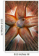 Hawaii, Maui, Rare Sighting Of A Blue-Spotted Sea Urchin Wall Mural