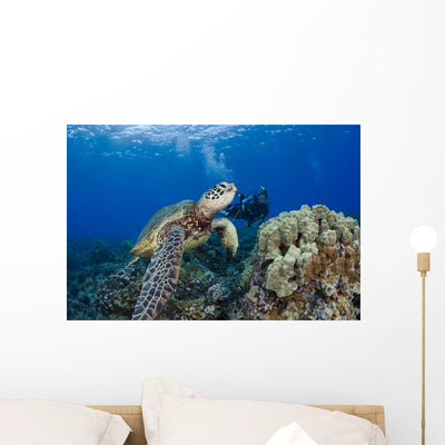 Endangered Green Sea Turtle Wall Mural shown on a wall