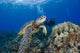 Endangered Green Sea Turtle Wall Mural