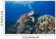 Endangered Green Sea Turtle Wall Mural
