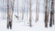A Horse Stands Beside A Forest Of Bare Trees With The Blustery Snow Wall Mural