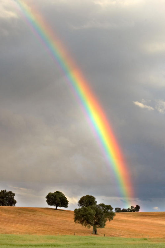 rainbow Wall Mural