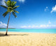 Sea and Coconut Palm