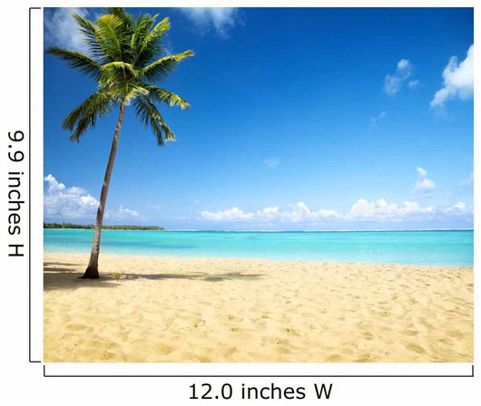 Sea and Coconut Palm
