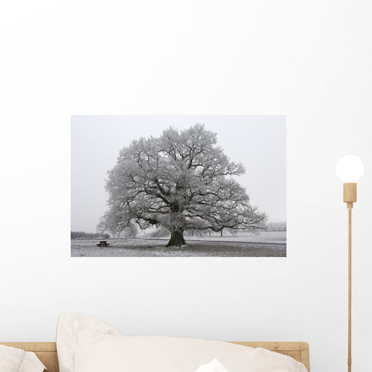 chêne noir et blanc Wall Mural