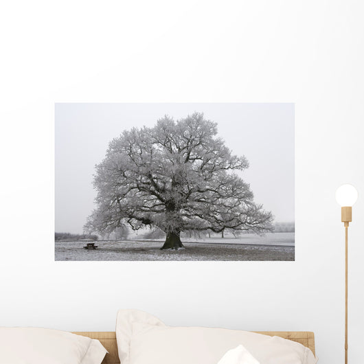 chêne noir et blanc Wall Mural
