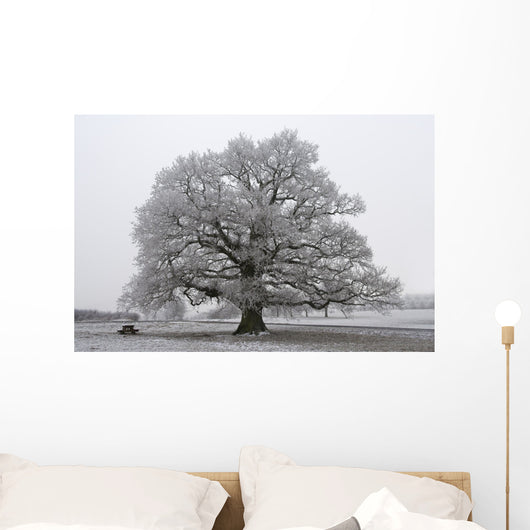 chêne noir et blanc Wall Mural