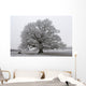 chêne noir et blanc Wall Mural