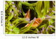 Clown Anemonefish Hiding In Anemone Wall Mural