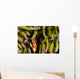 Clown Anemonefish Hiding In Anemone Wall Mural