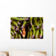 Clown Anemonefish Hiding In Anemone Wall Mural