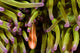 Clown Anemonefish Hiding In Anemone Wall Mural