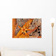 Necklace Seastar On Gorgonian Coral Wall Mural