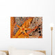 Necklace Seastar On Gorgonian Coral Wall Mural