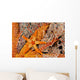 Necklace Seastar On Gorgonian Coral Wall Mural