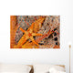 Necklace Seastar On Gorgonian Coral Wall Mural