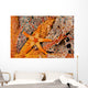 Necklace Seastar On Gorgonian Coral Wall Mural