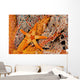 Necklace Seastar On Gorgonian Coral Wall Mural