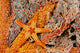 Necklace Seastar On Gorgonian Coral Wall Mural