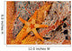 Necklace Seastar On Gorgonian Coral Wall Mural
