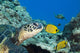 USA, Green Sea Turtle Endangered Species And Butterfly Fish Wall Mural