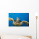 USA, Green Sea Turtle Endangered Species Wall Mural
