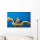USA, Green Sea Turtle Endangered Species Wall Mural