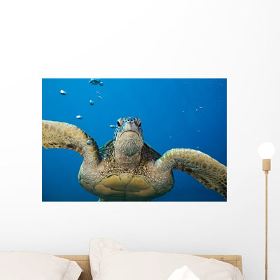 Usa Green Sea Turtle Wall Mural shown on a wall