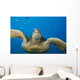 USA, Green Sea Turtle Endangered Species Wall Mural