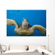 USA, Green Sea Turtle Endangered Species Wall Mural