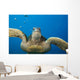 USA, Green Sea Turtle Endangered Species Wall Mural