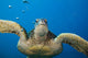 USA, Green Sea Turtle Endangered Species Wall Mural