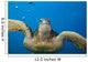USA, Green Sea Turtle Endangered Species Wall Mural