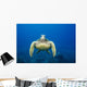 USA, Green Sea Turtle Endangered Species Wall Mural