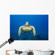 USA, Green Sea Turtle Endangered Species Wall Mural